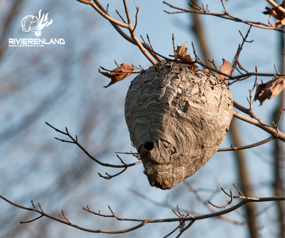 Verdelging van Aziatische hoornaarnesten op grote hoogte stopgezet